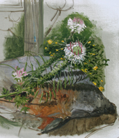 Cleome