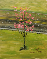 Dogwood in the Rain