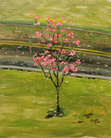 Dogwood Rain